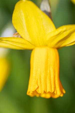 Macro details of a yellow narcissus flower