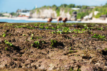 Beautiful reef at low tide in the ocean. Bali. Binginの写真素材