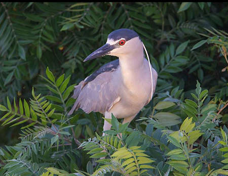 Black-crowned Night Heron, black, heron, wading birds, marsh, wetlands, tidal waters, birds, Heron, nature, scenicの写真素材