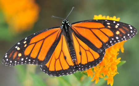 A Monarch Butterfly with weatherd wing on yellow folwersの写真素材