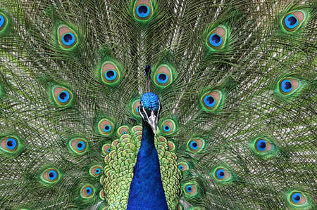 In Full Bloomの写真素材