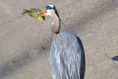 Blue Heron with a Bluegill catchの写真素材