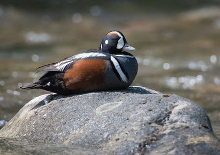 Harlequin Duck sitting on a rockの写真素材