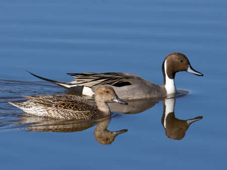Northern Pintail Breeding Pair