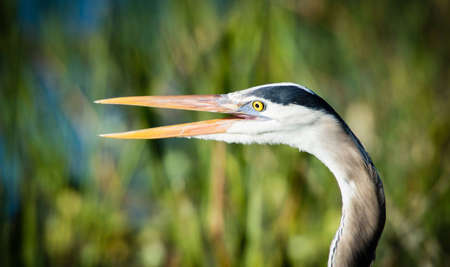 Head shot of a Blue Heronの写真素材