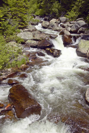 Running water beneath Pines as creek runs through Payette national Forest near McCall Idahoの写真素材