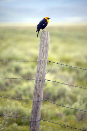 Yellow-winged black bird on fence rail, near Lakeview Montana in springの写真素材