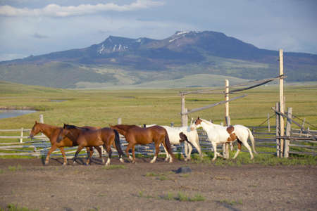 Arabian horses running in corral at Peggy Delaney's ranch in Centennial Valley, near Lakeview, MTの写真素材