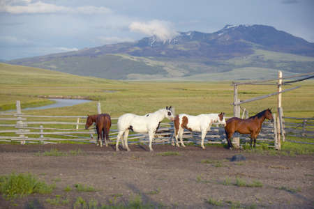 Arabian horses running in corral at Peggy Delaney's ranch in Centennial Valley, near Lakeview, MTの写真素材
