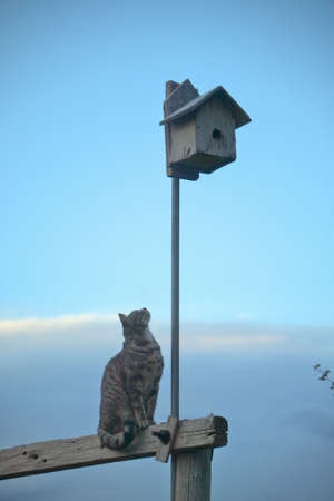 Cat looking at birdhouse in Centennial Valley, Montana at duskの写真素材