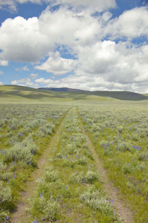 Tire tracks through spring flowers of Centennial Valley near Lakeview, MTの写真素材