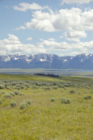Spring grasslands and flowers in Centennial Valley near Lakeview, MTの写真素材