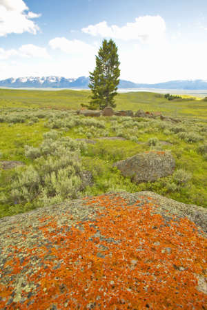 Ancient orange lichens growing on rocks in Centennial Valley near Lakeview, MTの写真素材