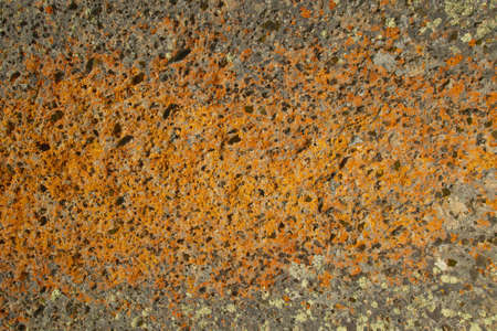 Ancient orange lichens growing on rocks in Centennial Valley near Lakeview, MTの写真素材