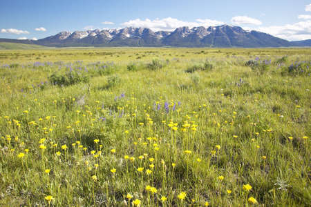 Spring flowers in Centennial Valley near Lakeview, MTの写真素材