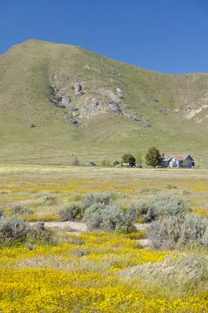 A farm house surrounded by spring yellow flowers, desert gold and various flowers in the Carrizo National Monument, Southern Californiaのeditorial素材
