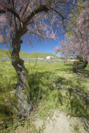 Vineyard and old barn with colorful flowers, California poppies and pink blossoming tree off Shell Road, near highway 58, Bakersfield, CAのeditorial素材