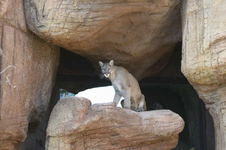 Mountain lion sitting on rock in Arizona-Sonora Desert Museum in Tucson, AZのeditorial素材