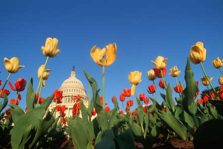 Tulips in spring with U.S. Capitol building in the background, Washington D.C.のeditorial素材