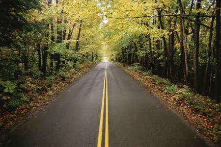 Tree lined two lane highway, New Englandのeditorial素材
