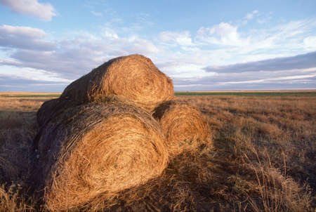 Haystacks in Midwestern field のeditorial素材