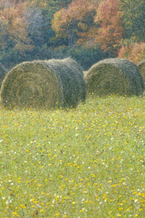 Photo impression of bales of hay in wildflowersのeditorial素材