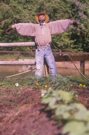 Scarecrow in tobacco field in SCのeditorial素材
