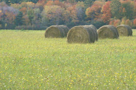 Haystacks lying on the autumn grass in New Englandのeditorial素材