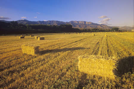 Hay bails with the Topa Topa mountains in the background, Ojai, CAのeditorial素材