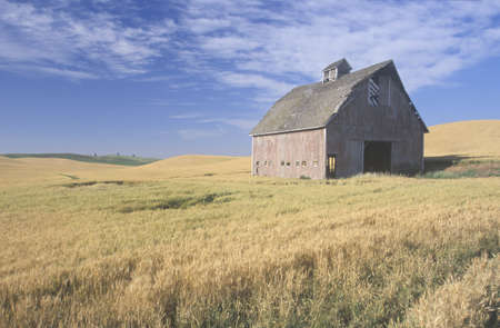 An old barn in a wheat field with a blue sky in Southeast WAのeditorial素材