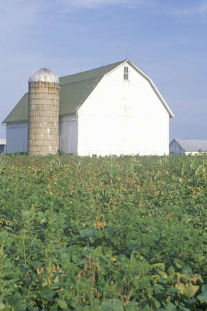 Barn and silo in middle of corn field, INのeditorial素材