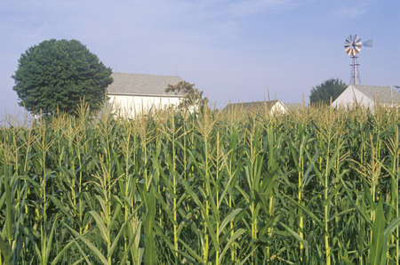 Corn field, South Bend, INのeditorial素材