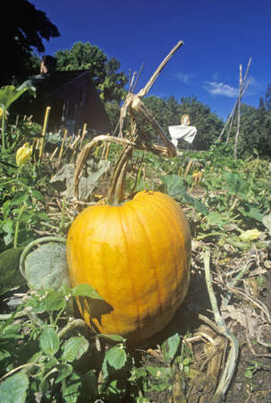 Ripe pumpkin in field, Wick House, Morristown, NJのeditorial素材