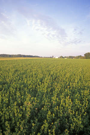 Hay field in summer, INのeditorial素材