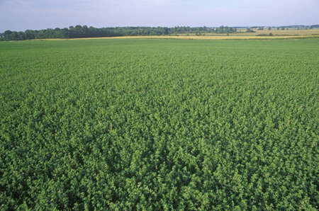 Hay field in summer, INのeditorial素材