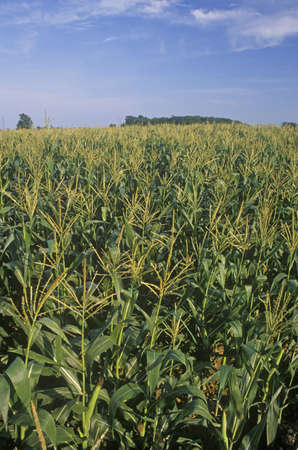 Corn field in South Bend, INのeditorial素材
