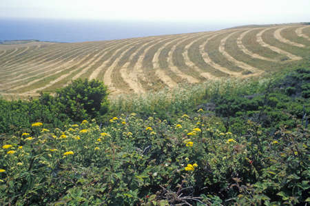 Mowed fields juxtaposed against wildflowers, Northern CAのeditorial素材
