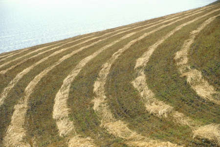 Patterns in mowed grain field, Northern CAのeditorial素材