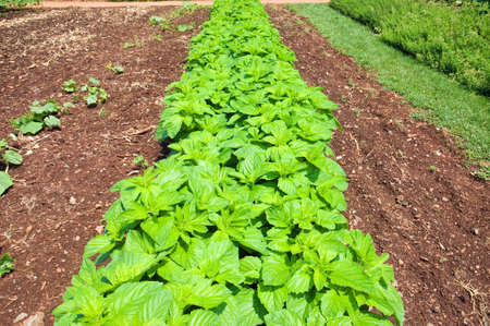 Vegetable garden at Thomas Jefferson's Monticello in Charlottesville Virginiaのeditorial素材