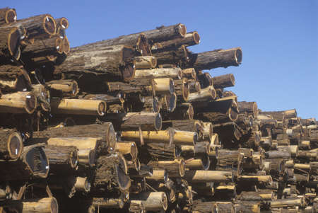 A pile of logs tagged for processing at a lumber mill in Willits, Californiaのeditorial素材