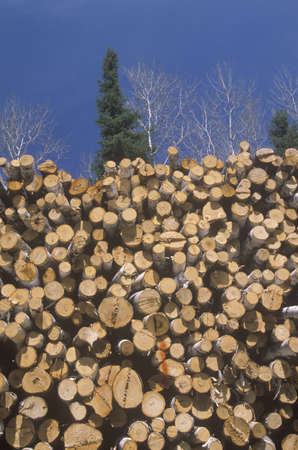 Recently cut logs awaiting processing at a Wisconsin millのeditorial素材