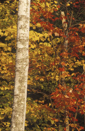 Birch Trees in Autumn, Maineのeditorial素材
