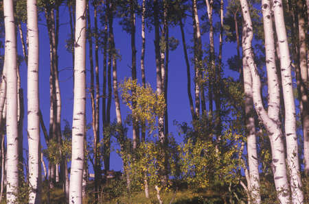 Trees in Autumn, Telluride, Coloradoのeditorial素材