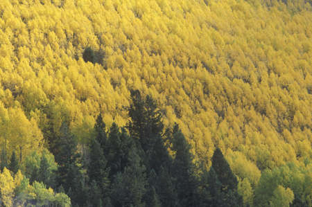 Trees in Autumn, Aspen, Coloradoのeditorial素材
