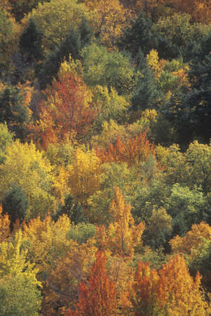 Autumn Leaves, Porcupine State Park, Michiganのeditorial素材