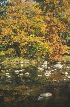 Autumn Leaves By a Stream, New Englandのeditorial素材