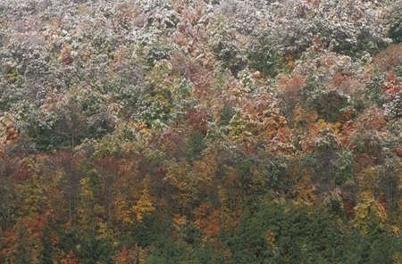 Snow on Autumn Trees, Allegheny Mountainsのeditorial素材