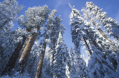 Redwoods Covered in Snow, Sequoia National Park, Californiaのeditorial素材