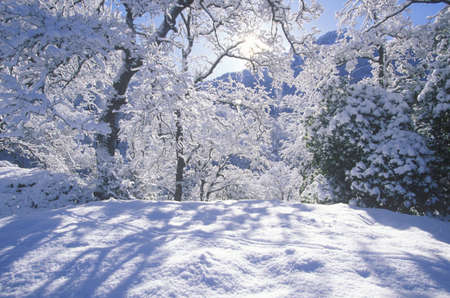 Snowscape, Sequoia National Park, Californiaのeditorial素材