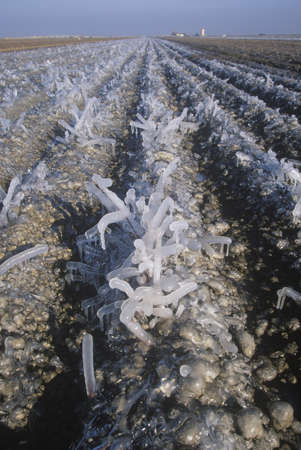 Icicles in a Field, Cuyama, Californiaのeditorial素材